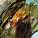 Cooksnap dari Susanti Asfa untuk resep Pepes ikan kembung