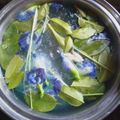 Cooksnap dari Debby Welong untuk resep Wedang Daun Jeruk Nipis (Kaya Manfaat)