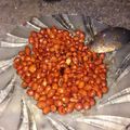 Cooksnap dari fitriani ifit untuk resep Kacang Pedas Manis