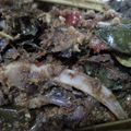 Cooksnap dari Ferda Nia untuk resep Rica rica mentok super pedas