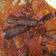 Cooksnap dari Sulis Sugiati untuk resep Balado Terong Ungu