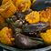Cooksnap dari gendoek jajoek untuk resep Mix Seafood Saus Padang