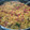 Uma Malpani's cooksnap of when they made Kanda poha.