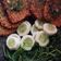 Cooksnap dari bilkis sabrina untuk resep PENYET TEMPE SAMBEL KENCUR #BikinRamadanBerkesan