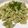 Lanni Hsu 的 蘆筍奶醬蝴蝶麵 (Farfalle with Asparagus Cream) cooksnap