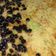 Cooksnap dari Canggih Dwi Jayanti untuk resep Pudding Kulit Roti