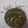 Richa Shahpatel's cooksnap of when they made તુવેર ના ટોઠા(Tuver na totha recipe in Gujarati).