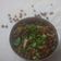 Richa Shahpatel's cooksnap of when they made તુવેર ના ટોઠા(Tuver na totha recipe in Gujarati).
