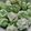 Cooksnap dari Alma Modjo untuk resep Pandan Meringue Cookies