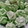 Cooksnap dari Alma Modjo untuk resep Pandan Meringue Cookies