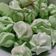 Cooksnap dari Alma Modjo untuk resep Pandan Meringue Cookies