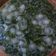 Cooksnap dari elisabeth sriwahyuni untuk resep Es cincau dawet