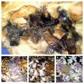 Sigrun's cooksnap of when they made sig's chicken legs stuffed with wild mushrooms.