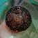 Cooksnap dari Qurratul Aini untuk resep Cake Coklat Kukus - lembut - No Mixer