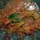 Cooksnap dari Prita Avianti untuk resep Sambal Dadak ala resto sunda