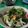 Cooksnap dari nursaadah untuk resep Sop Ikan Batam (Enak dan Segar)