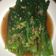 Cooksnap dari Rachel Henny Mangantar untuk resep Pak choy (sawi sendok) yummie simple