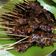 Cooksnap dari Pawon Melly untuk resep Sate Jamur Tiram