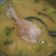Cooksnap dari Nurul Afiati untuk resep Opor ayam bumbu kuning