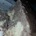El cooksnap de alejandra acosta cuando hizo Bizcochuelo marmolado.