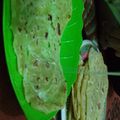 Cooksnap dari Anne Tanu wijaya untuk resep Roti Mariyam/Cane/Roti Konde #recomended buat jualan#