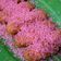 Cooksnap dari Dapur Ummu Bilqis untuk resep Pisang Pasir Renyah (Pr_recookindryhapsari)