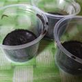 Cooksnap dari Indra Lesmana untuk resep Brownies Cup Lumer Ekonomis