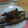 Cooksnap dari shibizain untuk resep Ikan Kembung masak Bumbu kecap