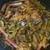 Cooksnap dari rhaneee untuk resep Ikan nila arsik pedas