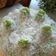 Cooksnap dari Novi Herawati untuk resep Mini klepon 🍰 cake