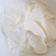 daksha a Vaghela 's cooksnap of when they made દહીં (Dahi Recipe In Gujarati).