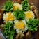 Cooksnap dari Shasa untuk resep Siomay (chicken and prawn dumplings)