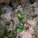 Cooksnap dari Papinka Band untuk resep Klepon Hijau