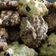 Cooksnap dari RumaisaAchsanudin untuk resep Oatmeal Cookies Chocochip Renyah