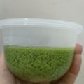 Cooksnap dari Lia Lim untuk resep Puding Lumut Hijau