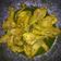 Cooksnap dari Anaphalis javanica untuk resep Ayam Ungkep Bumbu Kuning (Stok Kulkas/Menu Sahur)