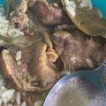 Cooksnap dari Farra untuk resep Sop Kambing Bening Madura