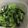 metaphorics's cooksnap of when they made Basic Namul Banchan (Korean Sesame-Garlic Vegetable Side Dish).