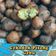 Cooksnap Sesimple Loralin semasa beliau membuat Cekodok Pisang Gebu.