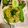 Shobha Deshmukh 's cooksnap of when they made KHAMANG KAKDI cucumber 🥒.