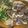北美liuliu 的 清蒸石斑魚 cooksnap