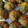 Sudha Agrawal का कुकस्नैप जब उन्होंने मेथी पकौड़े (methi pakode recipe in hindi) बनाया था।