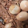 Cooksnap dari Emha untuk resep Gudeg nangka