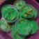 Cooksnap dari Icha Aswan untuk resep Puding Roti Pandan