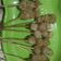 Cooksnap dari annisa maesaroh untuk resep CiLoR (acI teLoR)