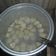 Cooksnap dari Shaidah Muslimah untuk resep Cilok Empuk