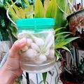 Cooksnap của Thu Mèo khi họ làm theo món Hành muối chua ngọt ngày tết