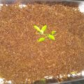 Cooksnap dari Fanny Hadiansah untuk resep Abon Jamur