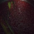 Cooksnap dari Jelita Maulida untuk resep Bubur Sagu Mutiara Metode 5:30:7