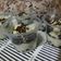 Cooksnap dari Shery Adhy untuk resep Cheesecake oreo